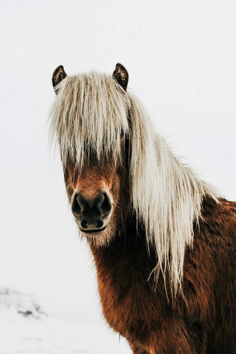 horse, wild, iceland-2184823.jpg